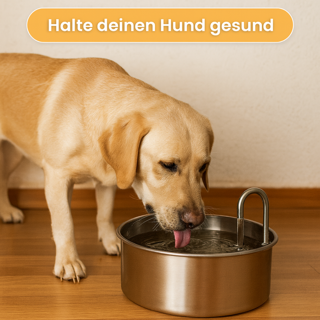 AquaBuddy – Der hygienische Trinkbrunnen für Hunde & Katzen